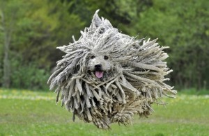 Create meme: dog bullets, bullet breed of dog, commander dog MOP