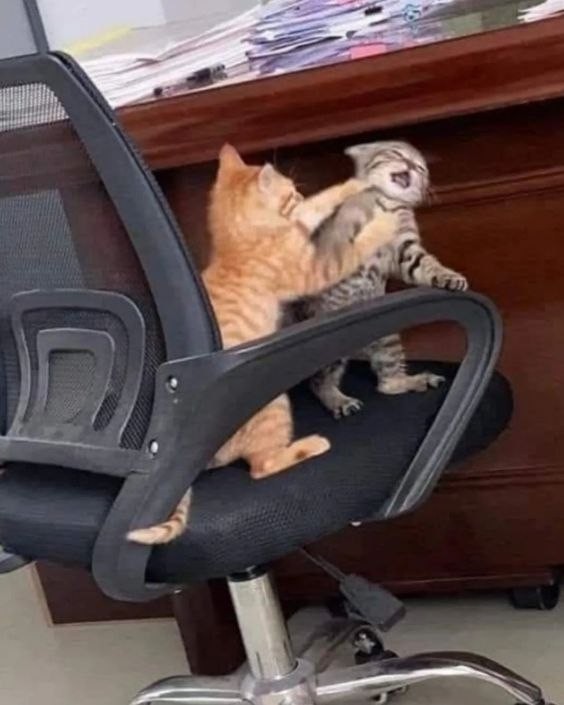 Create meme: the cat in the chair, cats are funny, dangerous cats for humans