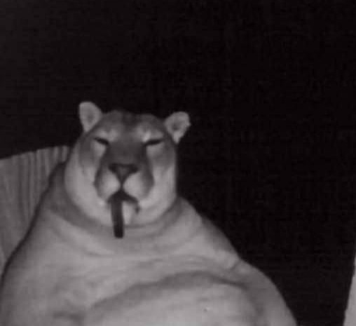 Create meme: screenshot , puma , mountain lion cougar