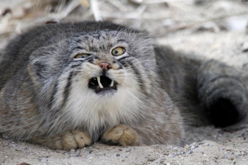 Create meme: wild cat manul, animal manul, wild cat manul