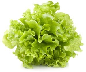 Create meme: lettuce leaf, leaf salad, lettuce aficon