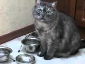 Create meme: funny videos about cats, where the food is, my food
