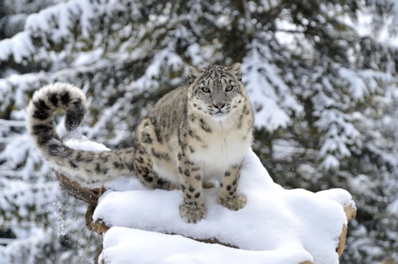 Create meme: snow leopard IRBIS, snow leopard, snow leopard in winter