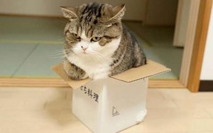 Создать мем: кошка в коробке, котик в коробке, кот мару порода
