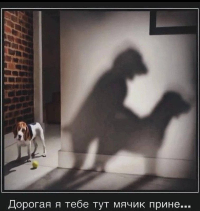 Create meme: dog contrast, the dog yearns for freedom, dog pet