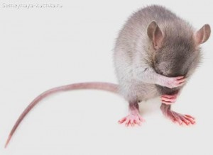 Создать мем: мышь самец, испуганная мышь картинки, мышка животное