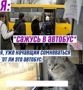 Создать мем: люди, сибирская кошка, человек