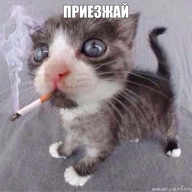 Create meme: cat , meme cat with a cigarette, cat with a cigarette