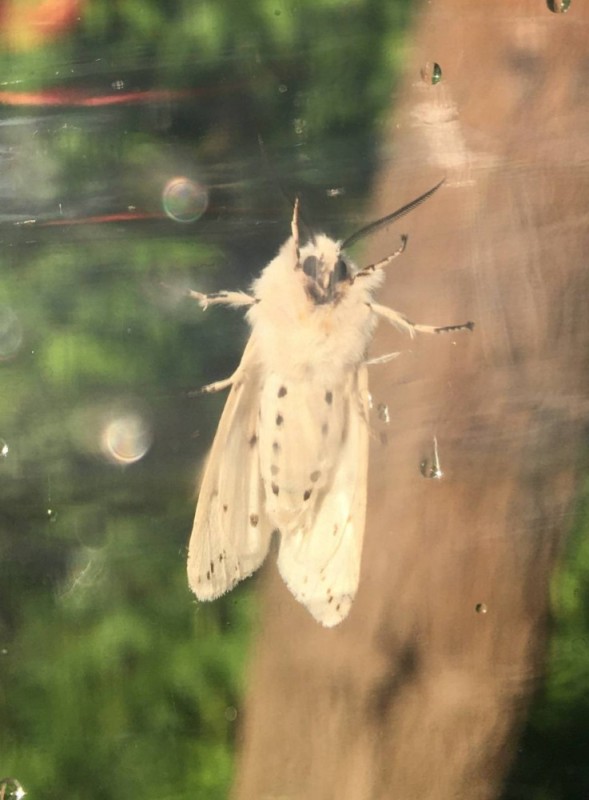 Create meme: speckled dipper spilosoma lubricipeda, spilosoma lubricipeda butterfly, white butterfly