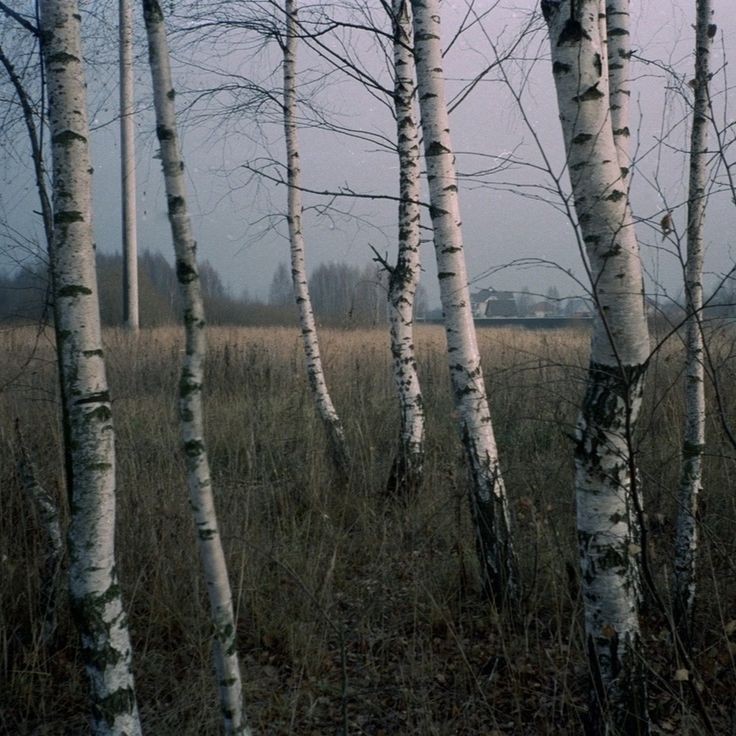 Create meme: birches Valdai Park +, birch grove hanging birch, birch tree