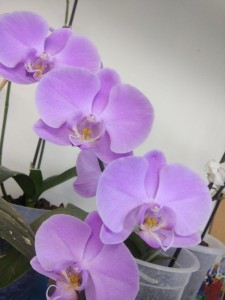 Create meme: Phalaenopsis pink dawn, Phalaenopsis schilleriana Tristar, Orchid Phalaenopsis