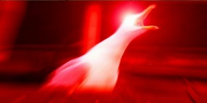 Create meme: screaming Seagull meme original, meme Seagull, screaming Seagull