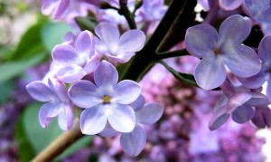Create meme: lilac flowers, lilac pictures, lilac