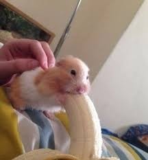 Create meme: meme hamster, the hamster with the banana, hamster