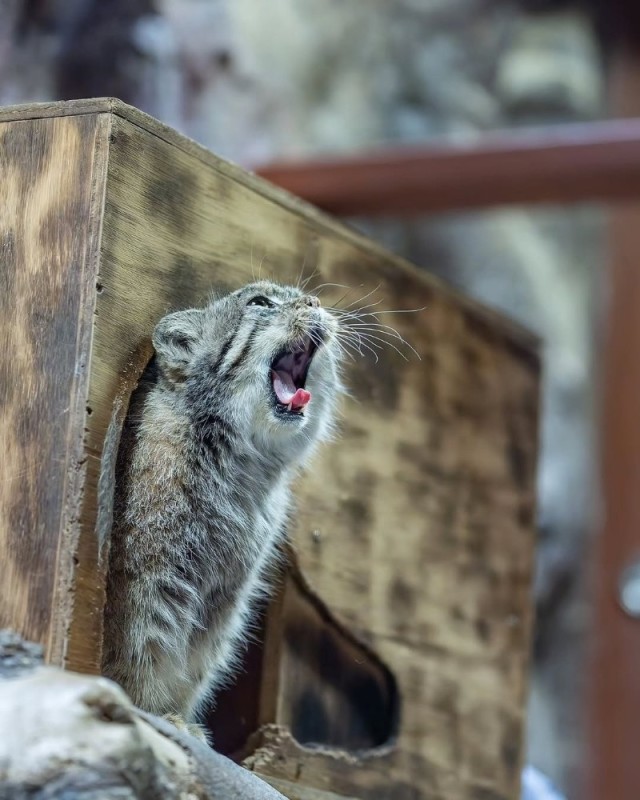 Create meme: siberian wild cat manul, manul timofey moscow zoo, cat manul moscow zoo