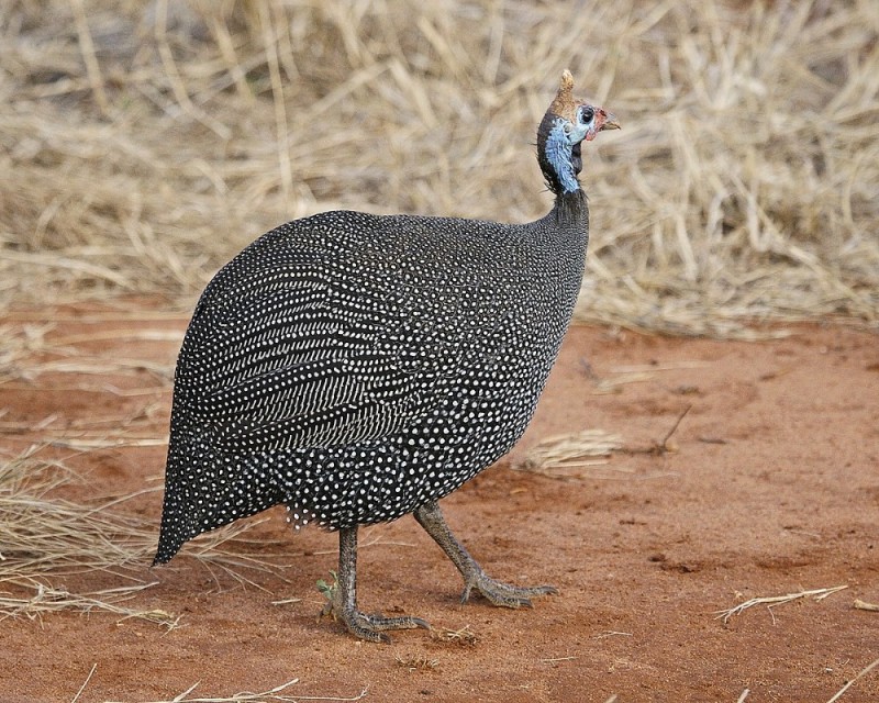 Create meme: Guinea fowl, common guinea fowl, guinea fowl bird