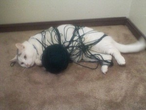 Create meme: ends, tangle, cat ball