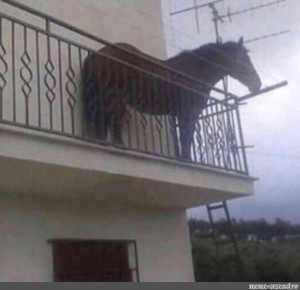 Создать мем: на балконе, корова на балконе, лошадь на балконе juan