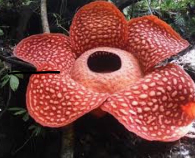 Create meme: rafflesia flower, the largest flower in the world is rafflesia, rafflesia