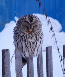 Create meme: bird owl, the tawny owl