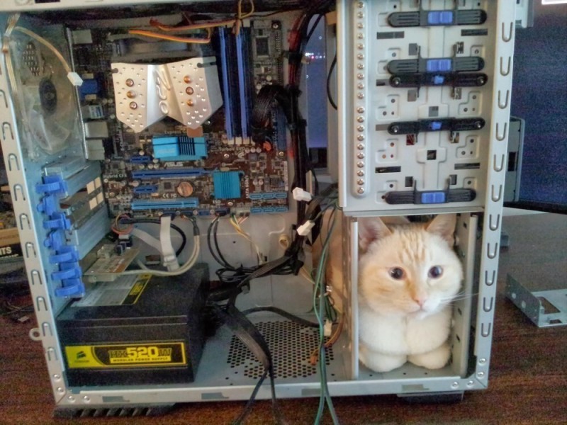 Create meme: cat computer, sysadmins, cat 