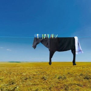 Create meme: animals, cow, horses