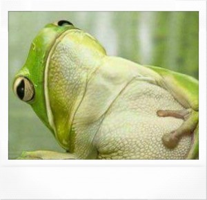 Create meme: bloated frog, frog in Vietnam, funny frog