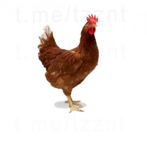 Create meme: mlg chicken, chicken png, chicken Tetra Beli