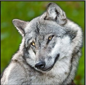 Create meme: grey wolf, wolf wolf, wolf