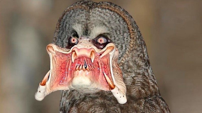 Create meme: Chernobyl today, birds with teeth, toothy birds