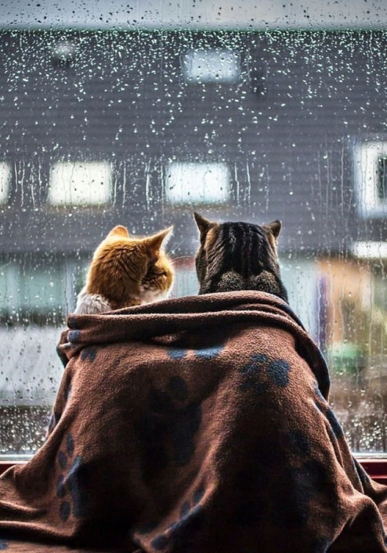 Create meme: window rain , cat in the rain, cat in the rain