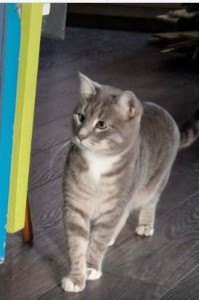 Create meme: kitty, British Shorthair, gray cat