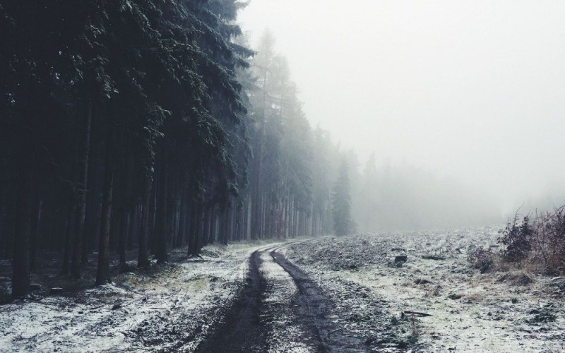 Create meme: winter forest in the fog, forest misty, gloomy winter