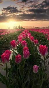 Create meme: tulips field, tulips at sunset, flowers field