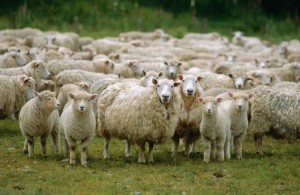 Создать мем: овцеводство, овцеводство на кубани, 4 овцы