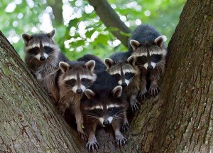 Создать мем: енот полоскун семейство, raccoon, енот полоскун