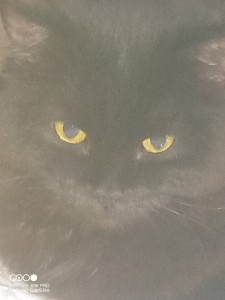 Создать мем: черный кот картина, кошка с желтыми глазами, кошка