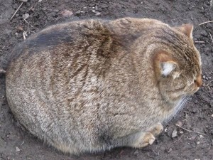 Create meme: fat cat, the fat cat, fat cat