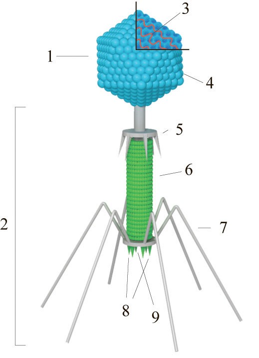 Укажите какой цифрой на изображении отмечен бактериофаг