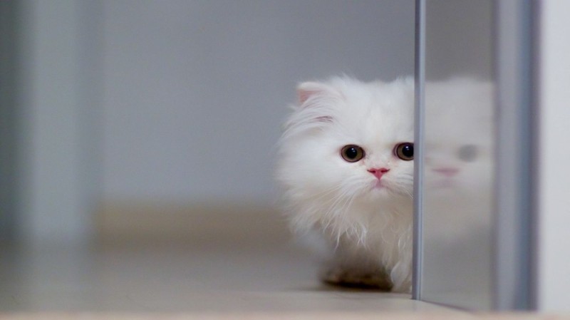 Создать мем: белый котенок пушистый, белые котята, белая пушистая кошка