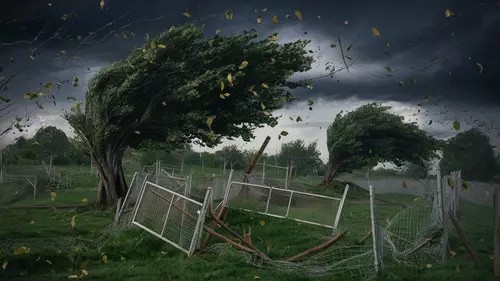 Create meme: Trees in the wind, Squally wind, field trees