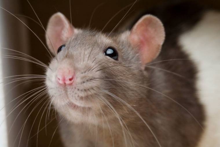 Create meme: rat , rat face, cute rat Dumbo