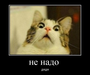 Create meme: cat, cat funny, cat funny