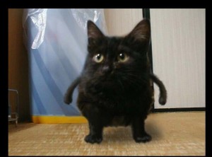 Создать мем: всратый черный кот, котэ, бомбейская кошка