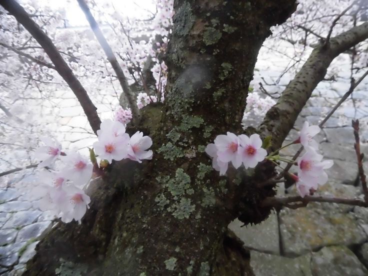 Создать мем: сакура, сакура японская, вишня цветение