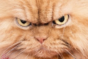 Create meme: cat killer, angry cat, meme angry cat