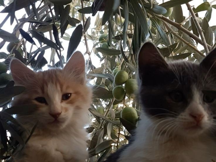 Create meme: cat and olives, the olive tree, cat 