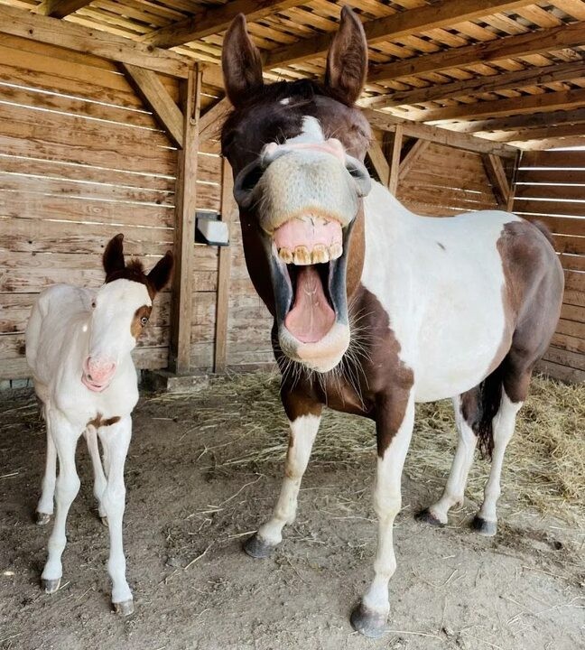 Create meme: funny horses, funny horse, smile horse