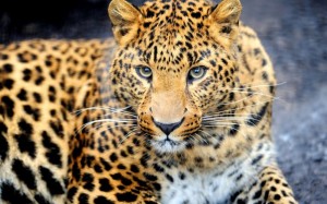 Create meme: leopard color, the far Eastern leopard, leopard