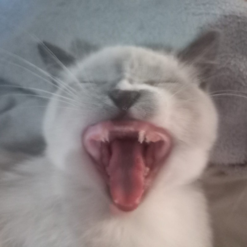 Create meme: laughing cat , yawning cat, sneezing cat